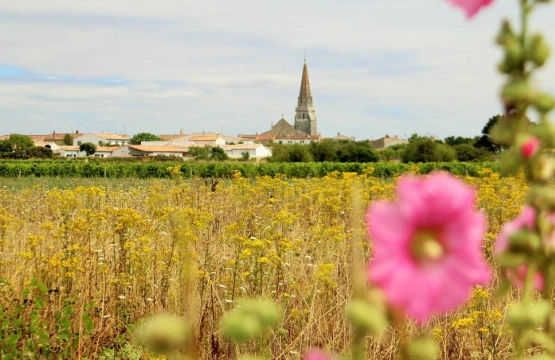 Toutes les locations à Sainte Marie de ré